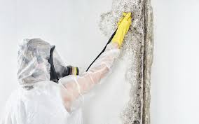 Why You Should Choose Our Mold Remediation Services in Franklin, LA